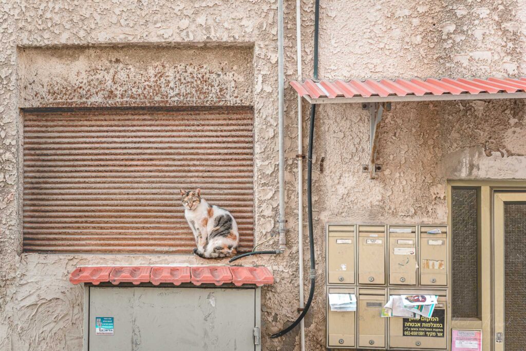 Cat camouflage sitting in the street