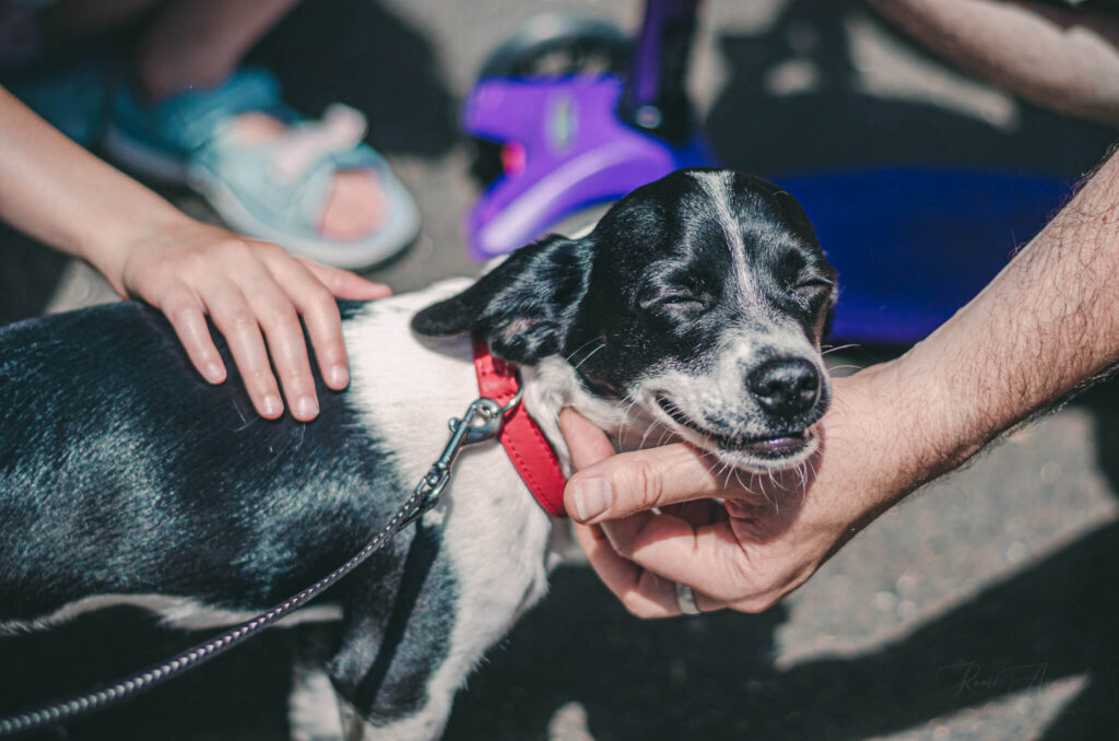 A smiling dog being pet by multiple people
