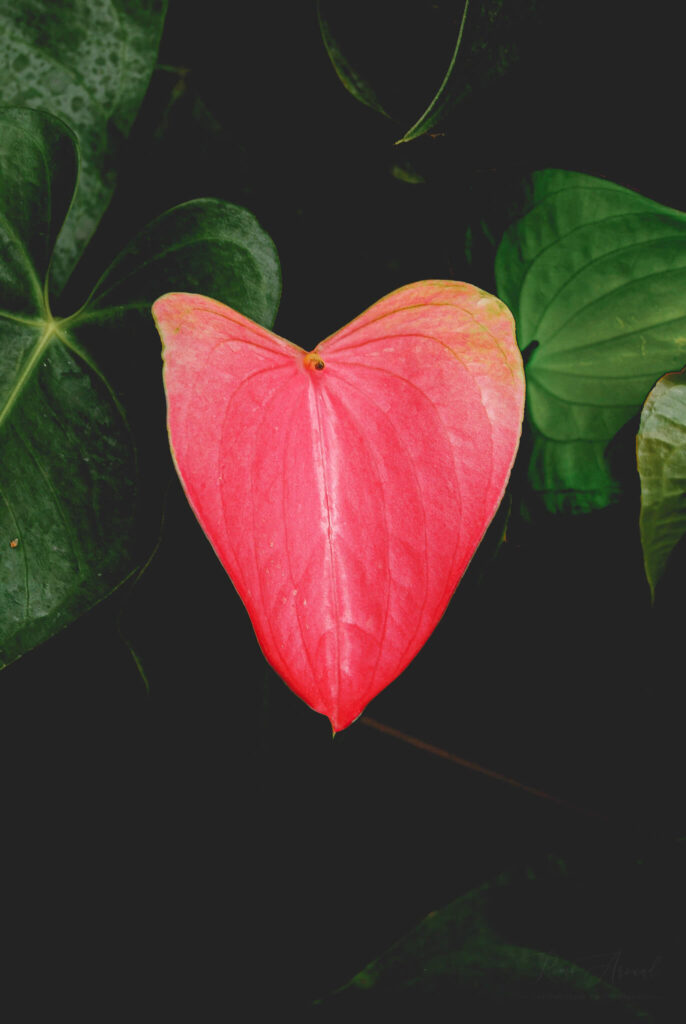Heart shaped pink flower