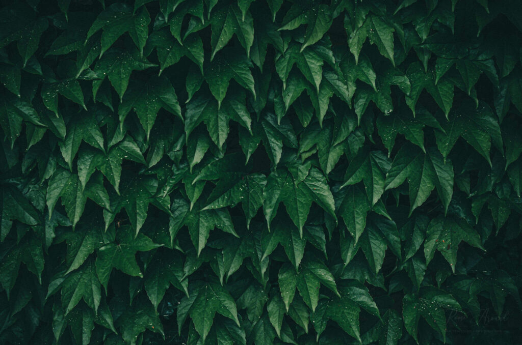 A wall of green leaves